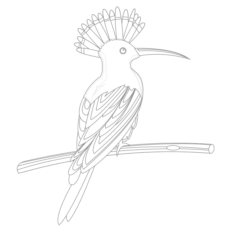 Pájaros