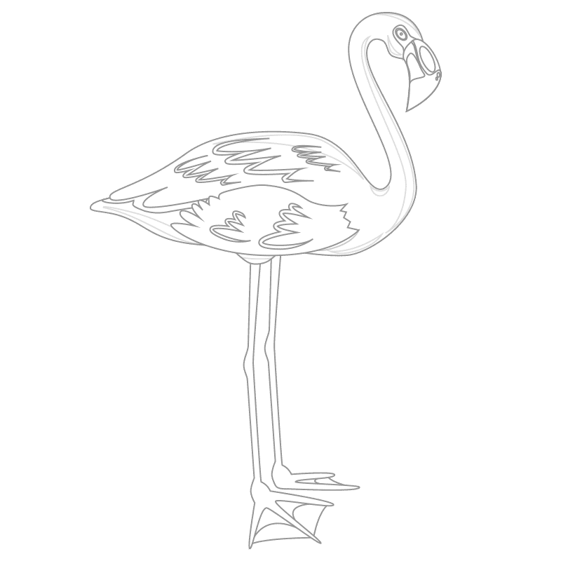 Pájaros para colorear 4