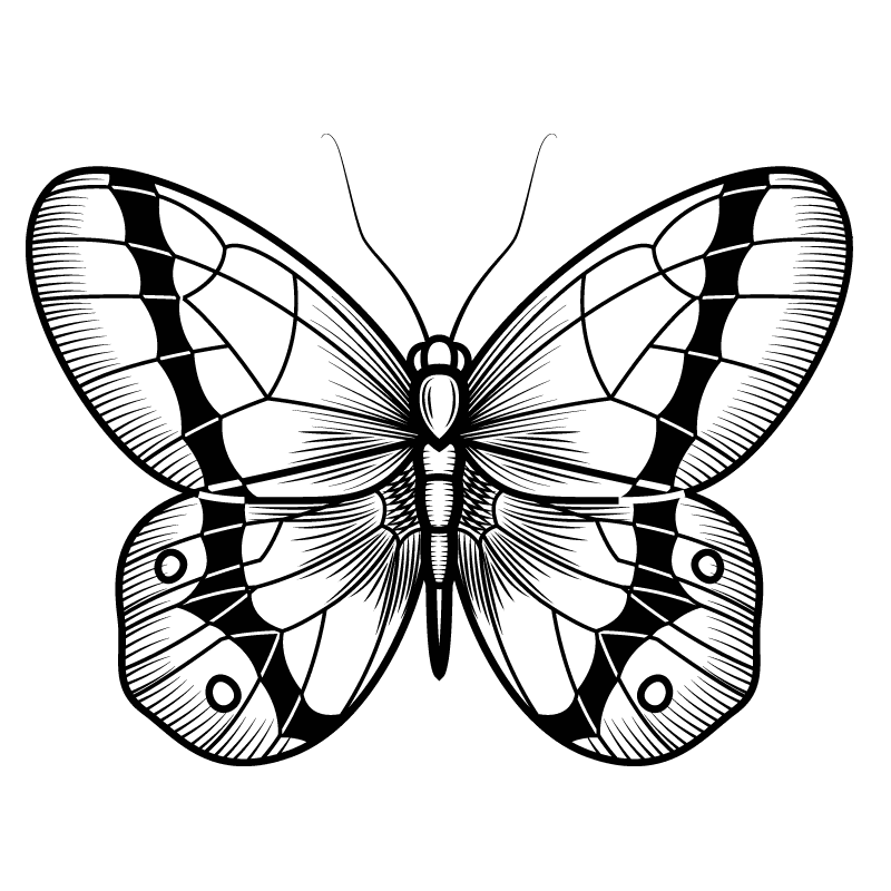 mariposa-color para colorear - 10