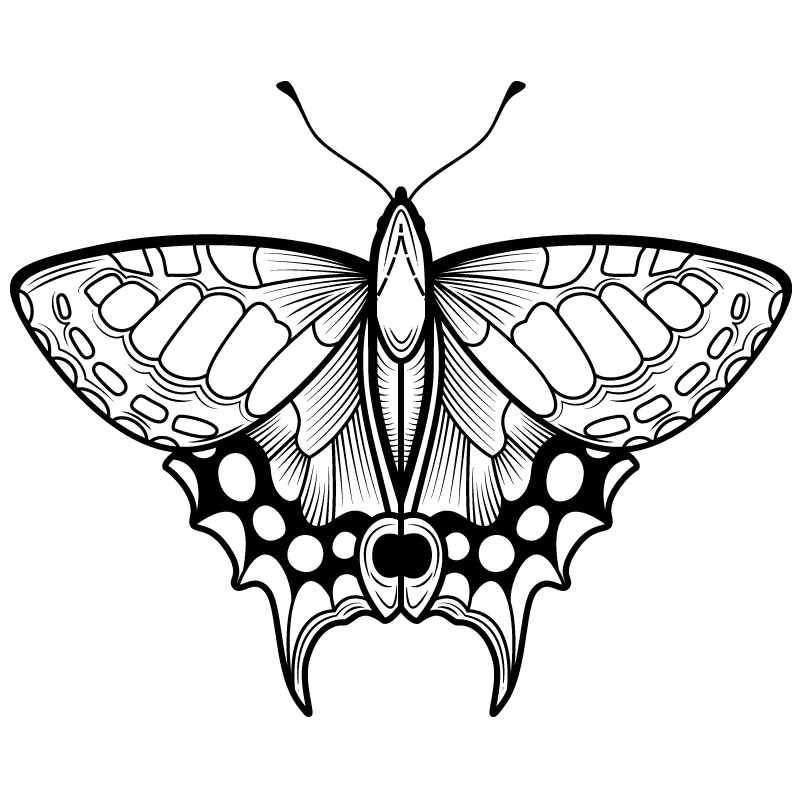 mariposa-color para colorear - 11